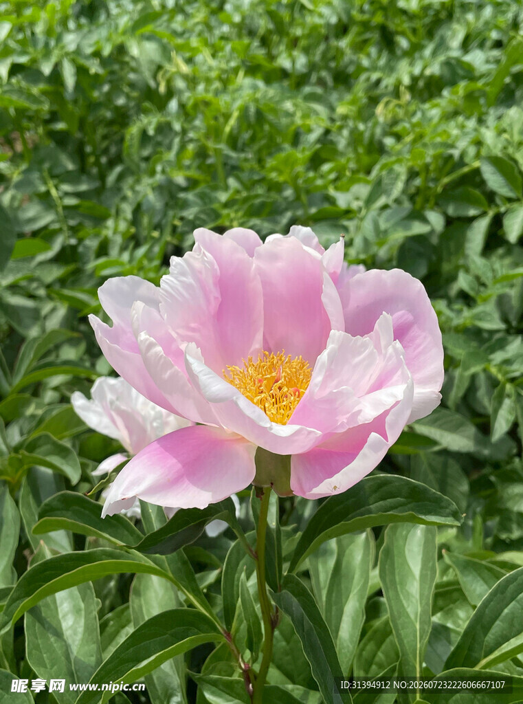 娇艳盛开的粉色牡丹花