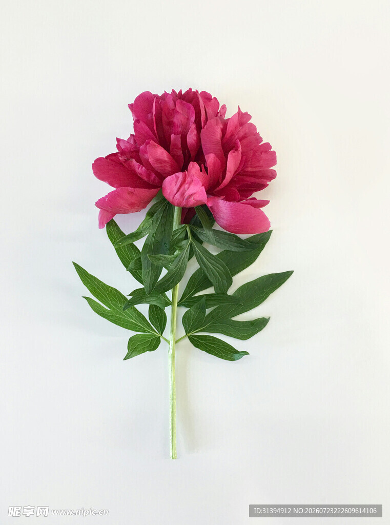 娇艳粉色牡丹花