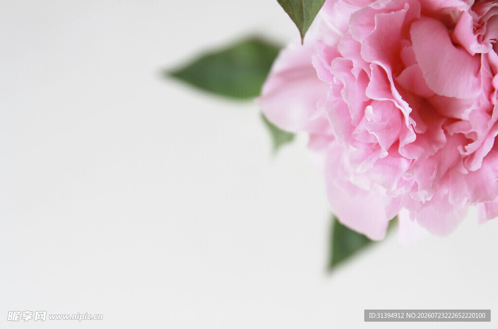 粉色芍药花特写