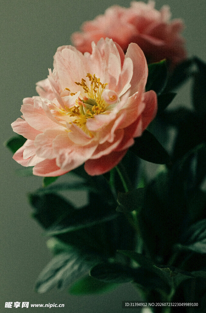 粉色娇艳花尽显柔美风姿