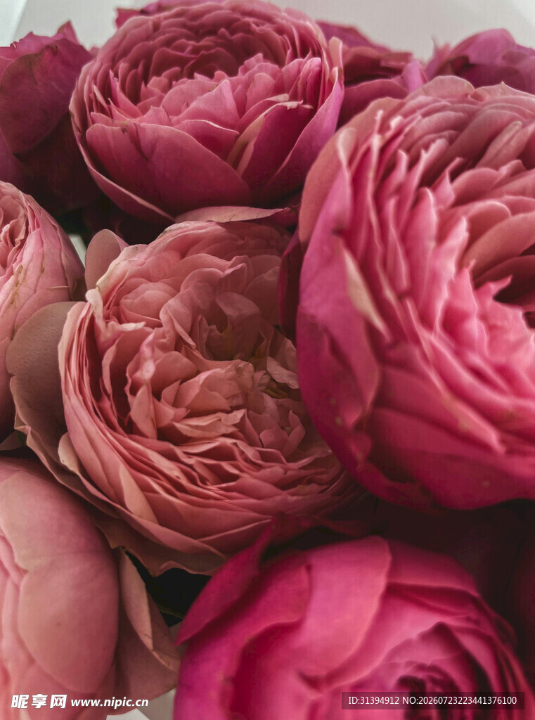 娇艳粉色牡丹花特写