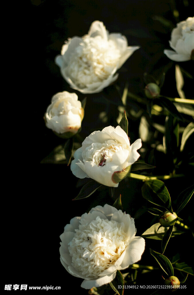 白色蔷薇花特写