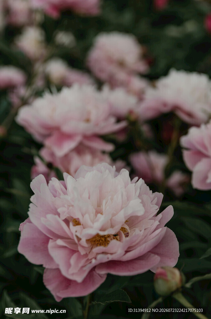粉色芍药花绽放