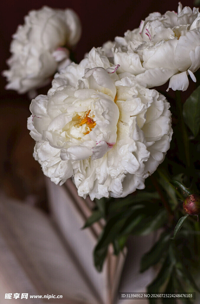 白色芍药花特写