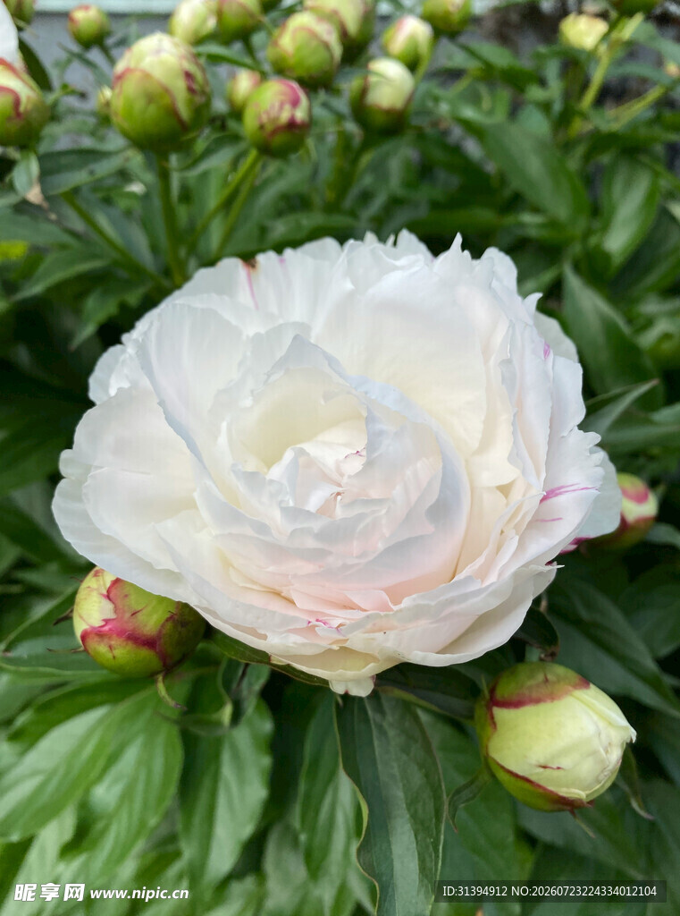 白色花毛茛绽放