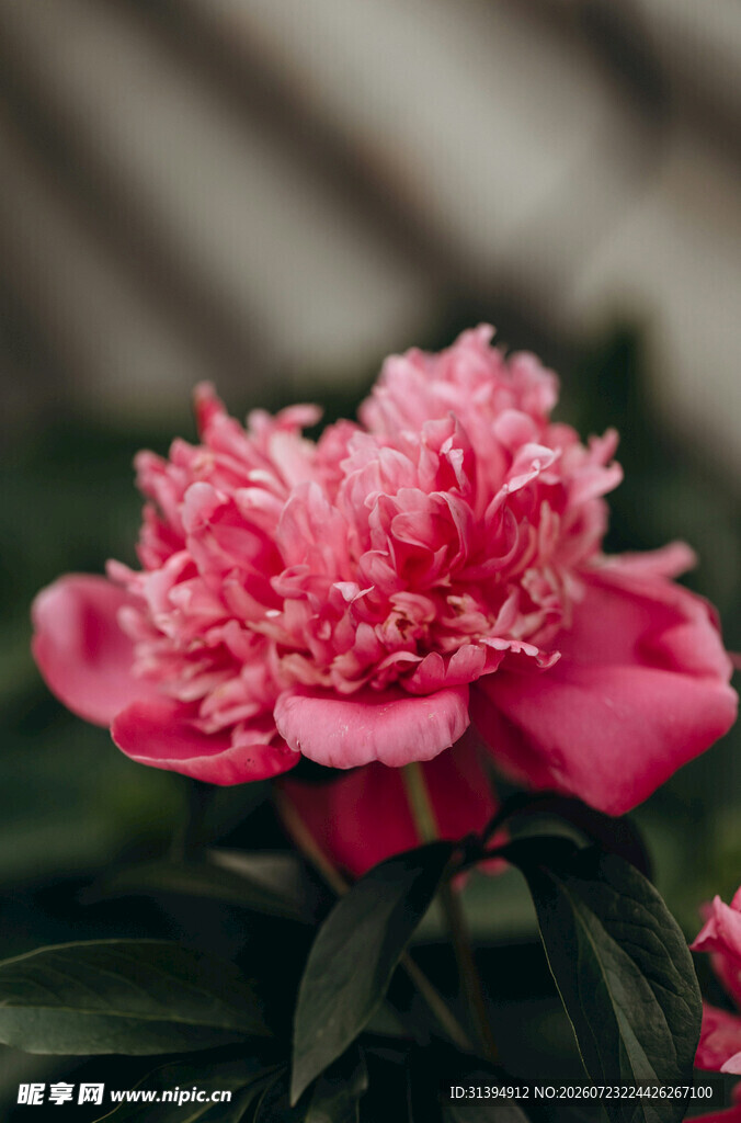 娇艳粉色芍药花