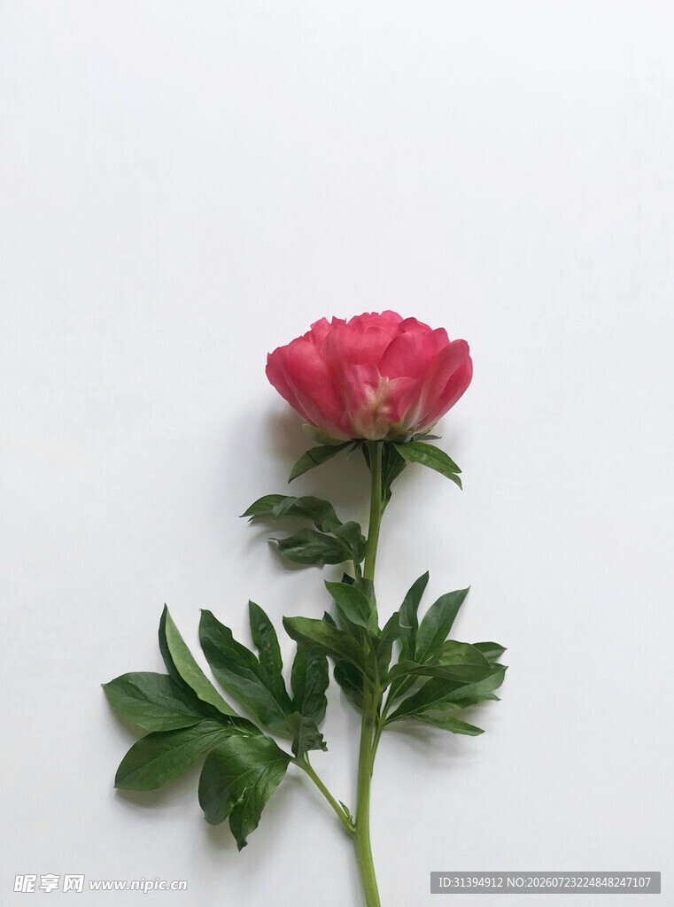 单枝娇艳红牡丹