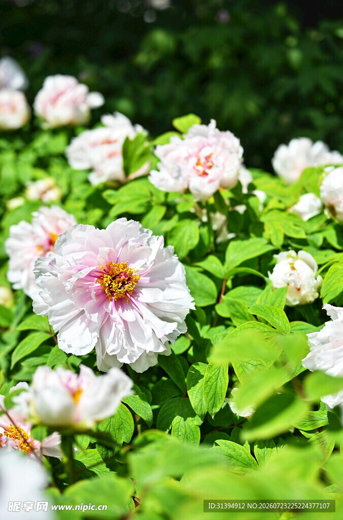 盛开的白色木槿花
