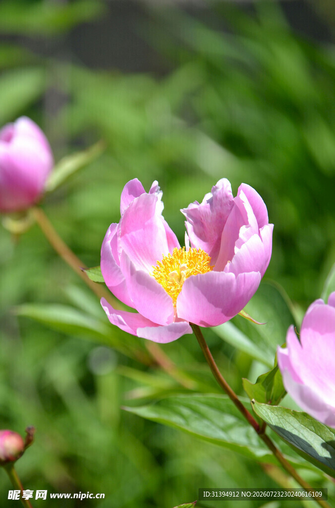 娇艳绽放的粉色芍药花