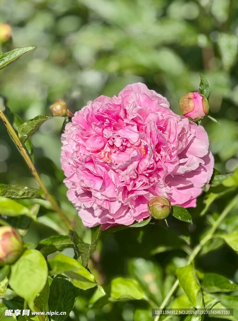 娇艳粉色月季花绽放