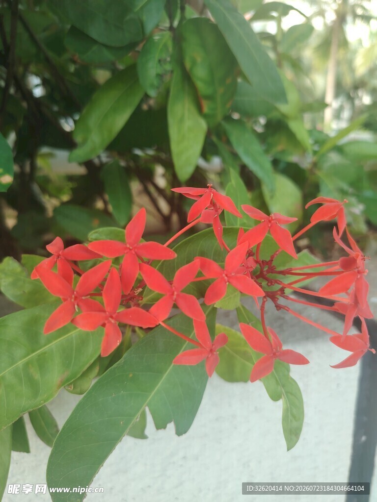 龙船花
