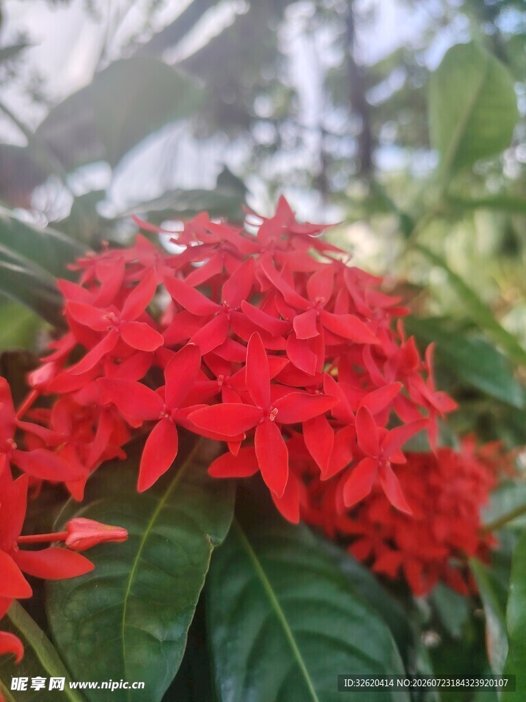龙船花