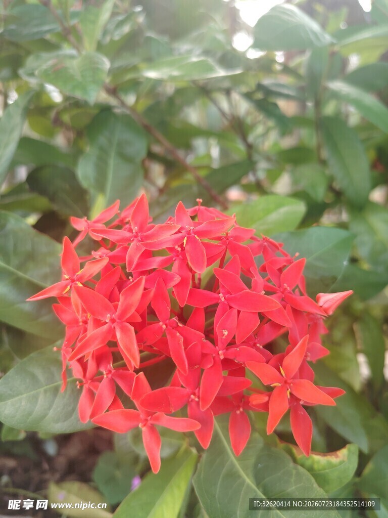 龙船花