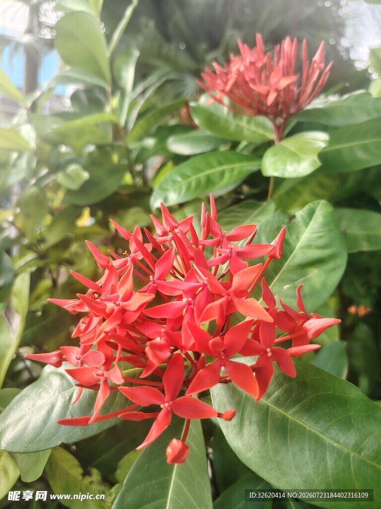 龙船花