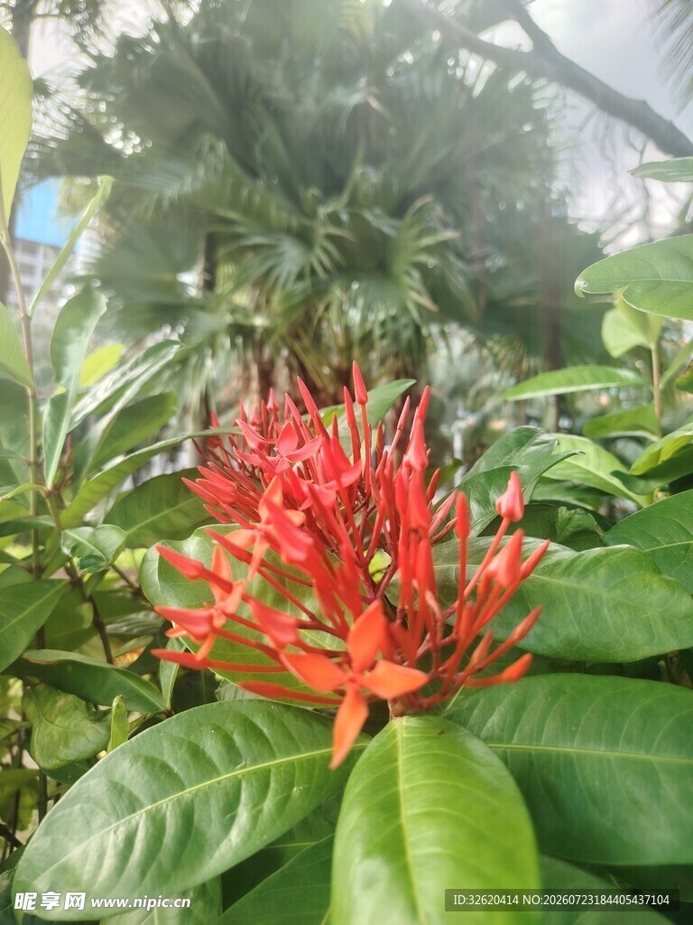 龙船花