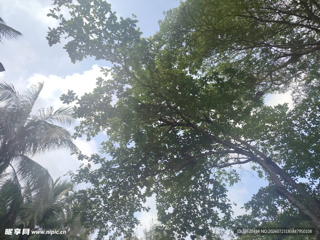 仰视繁茂绿树与天空