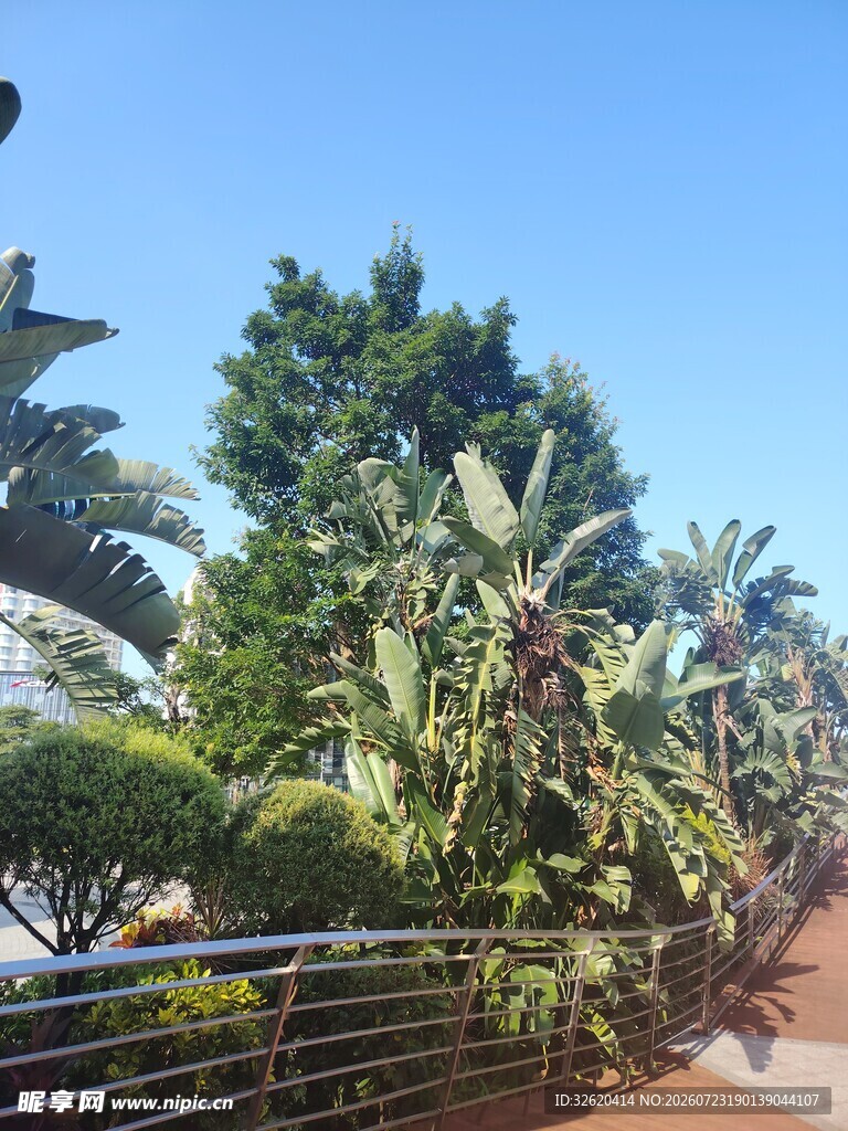 户外繁茂绿植景观