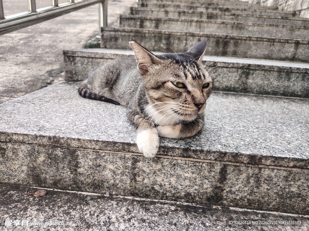猫咪