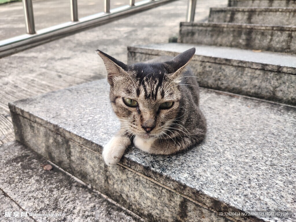 猫咪