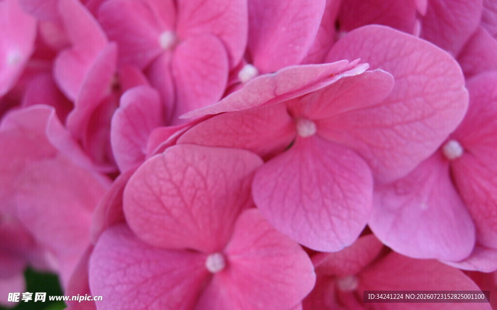 娇艳粉色绣球花特写