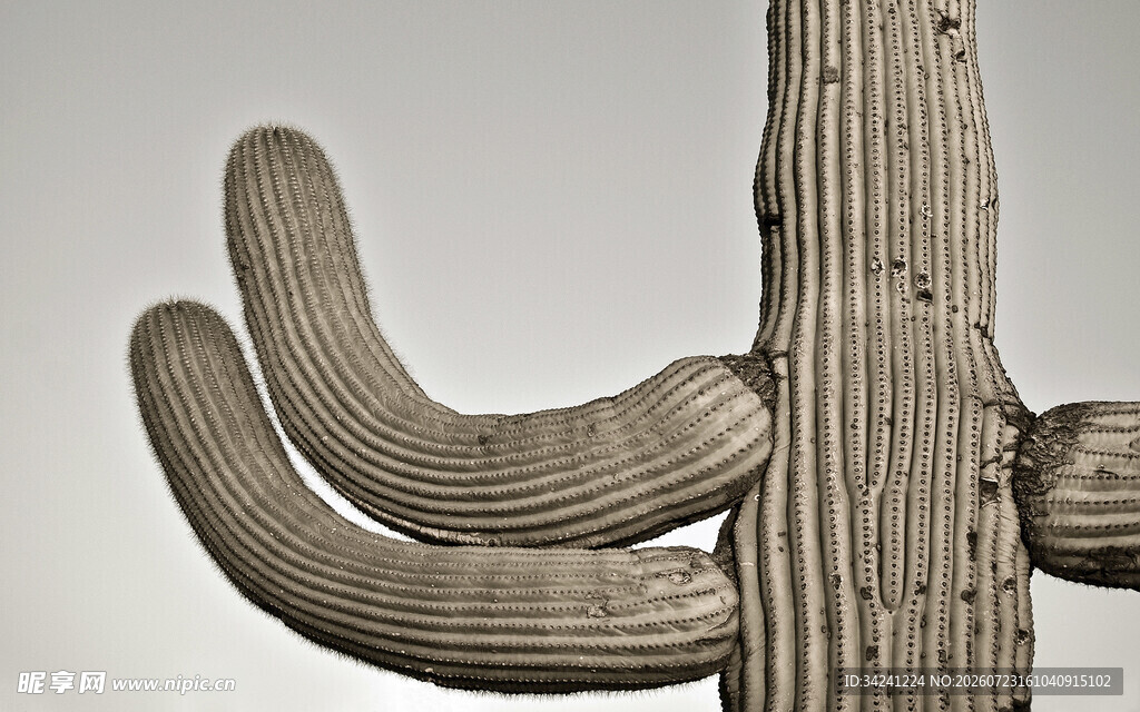 独特造型的仙人掌植物