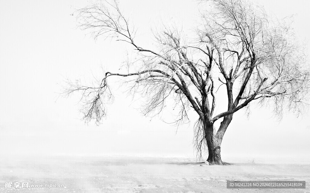 冬日孤树尽显萧瑟之美