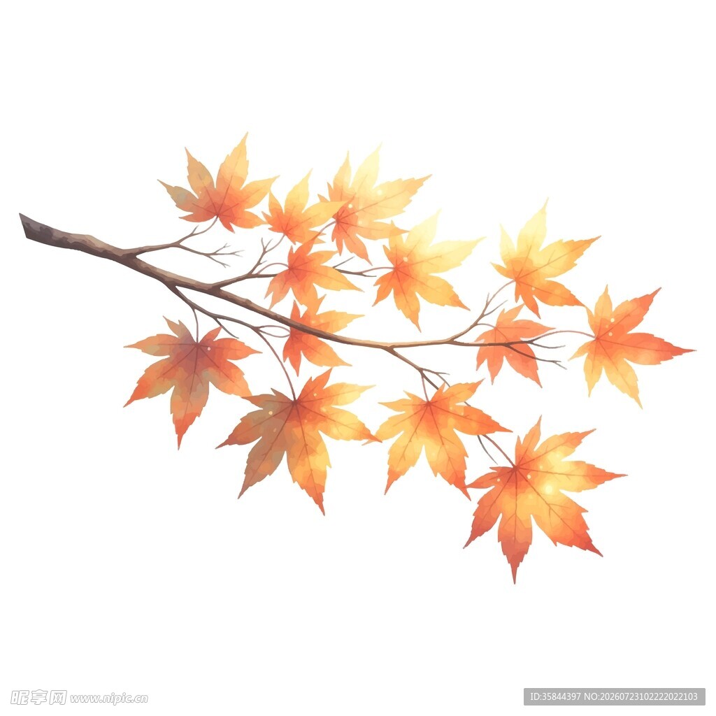 秋日枫叶插画