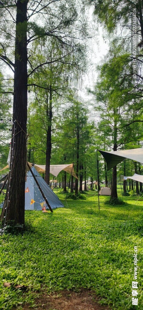 林间露营场景 绿意盎然