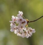 枝头绽放的粉嫩樱花