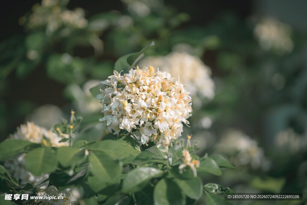 白色繁花绽放绿叶间