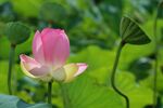 娇艳荷花绽放于绿叶间