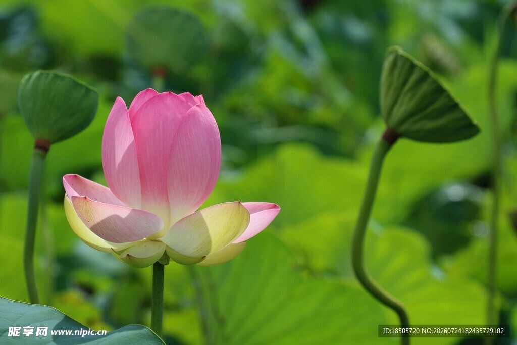 娇艳荷花绽放于绿叶间