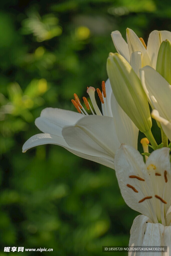 白色百合花特写