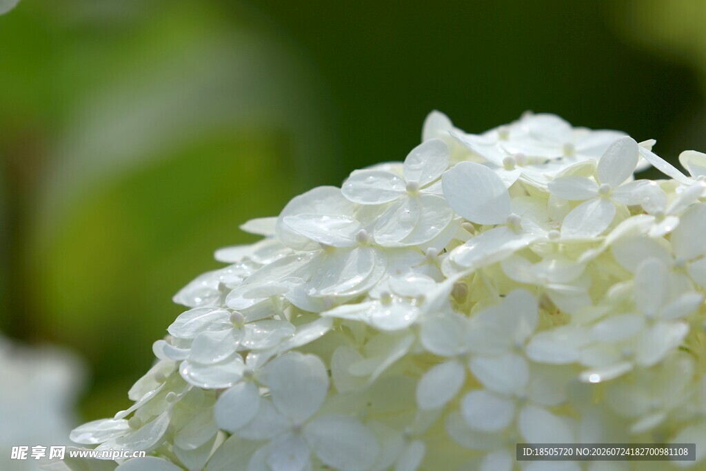 洁白绣球花特写