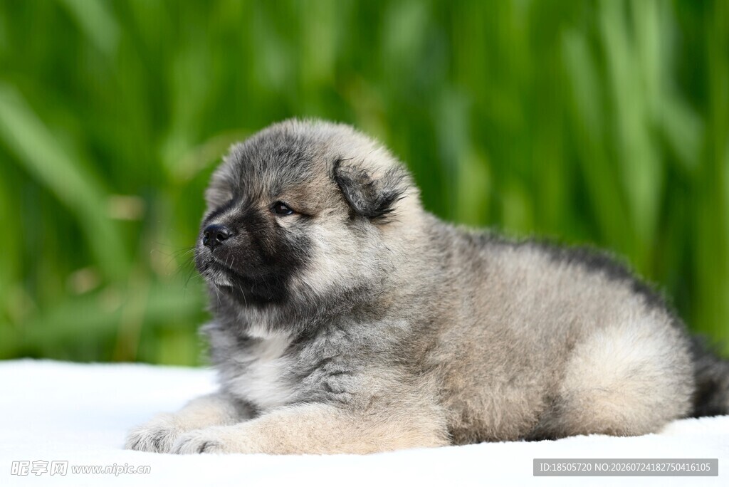 可爱幼犬趴卧于绿植前