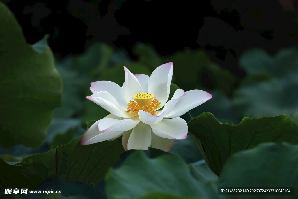 洁白荷花绽放绿叶间