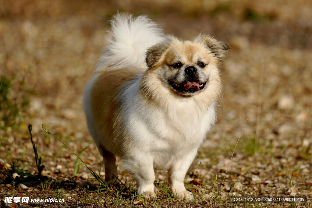可爱博美犬在户外漫步
