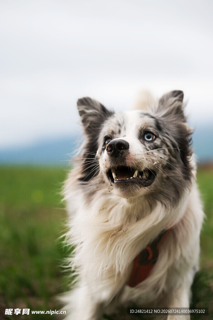 微笑的长毛犬在绿野中