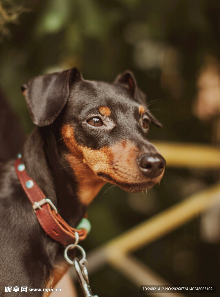 帅气杜宾犬特写