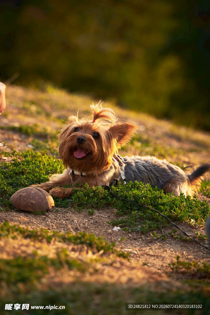 阳光下休憩的约克夏犬