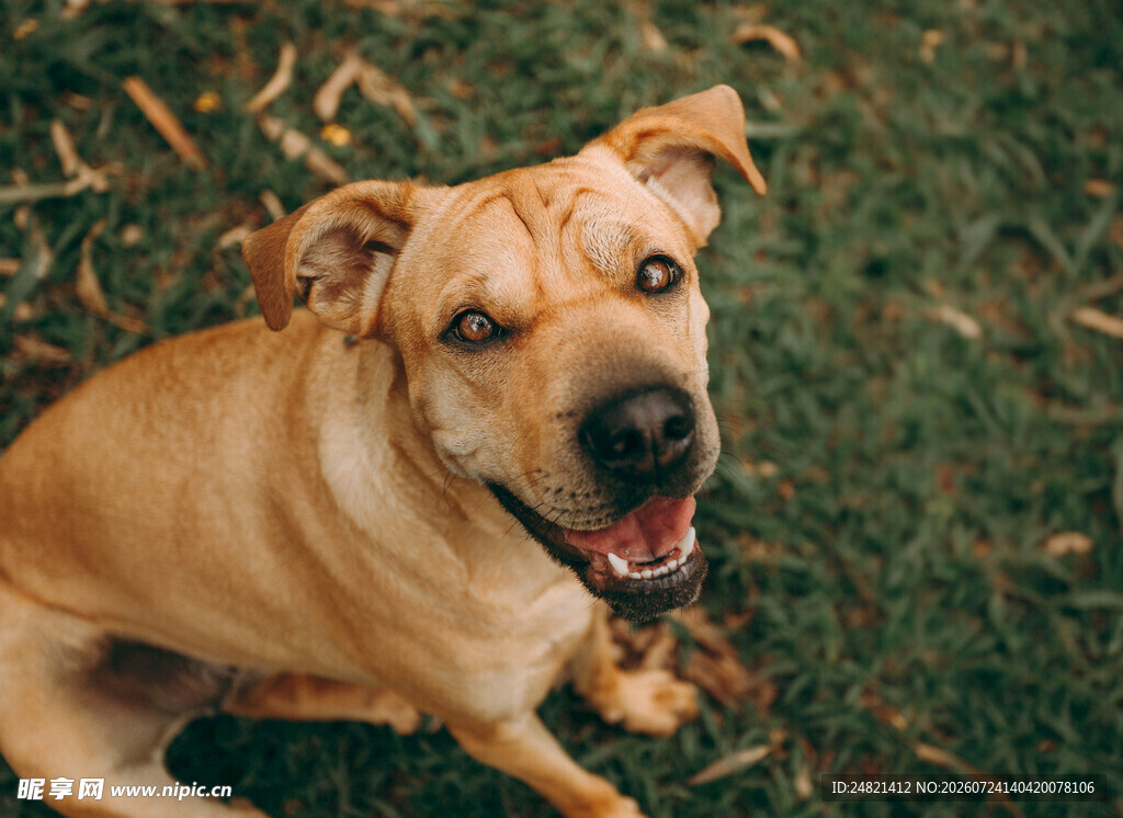 可爱棕犬坐于翠绿草地