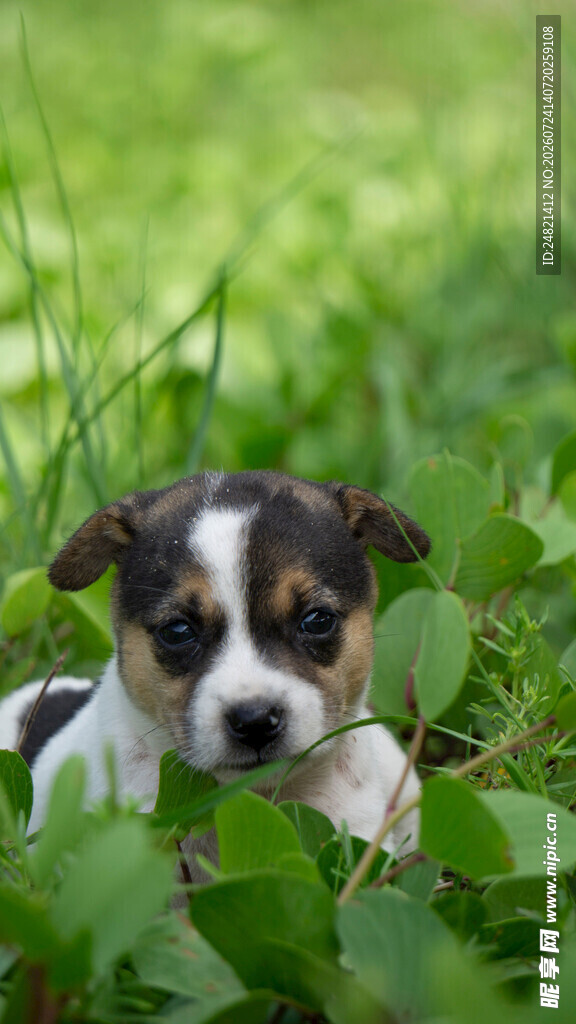 草地上的可爱小萌犬