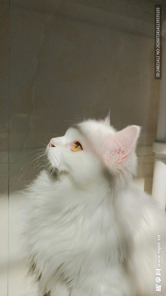 戴粉耳饰的可爱白毛猫咪