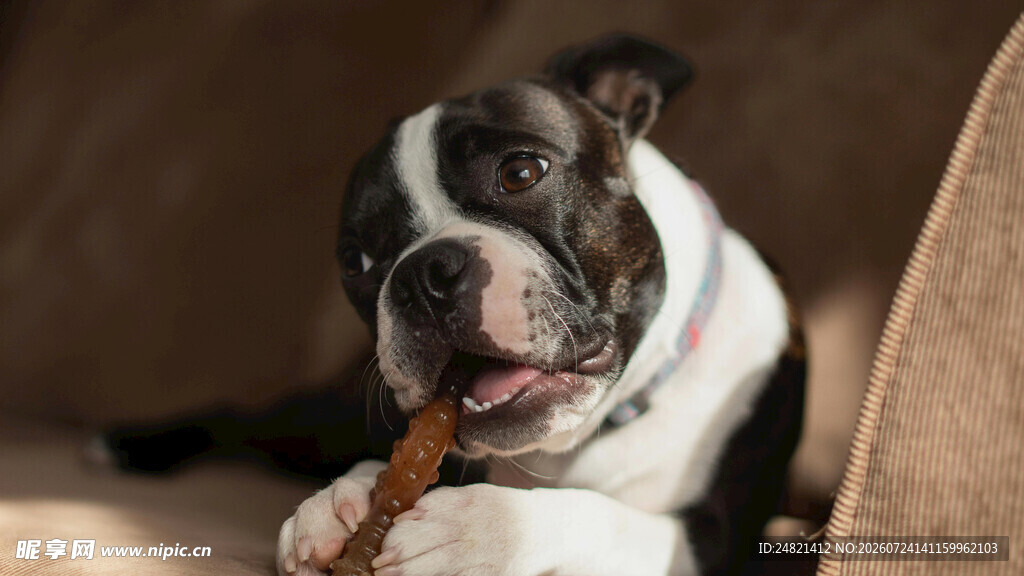 可爱斗牛犬咬着玩具