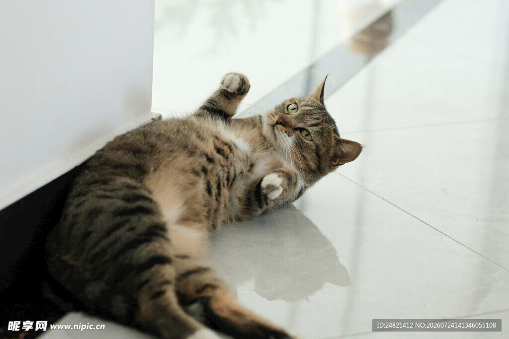 躺卧在角落的可爱花斑猫