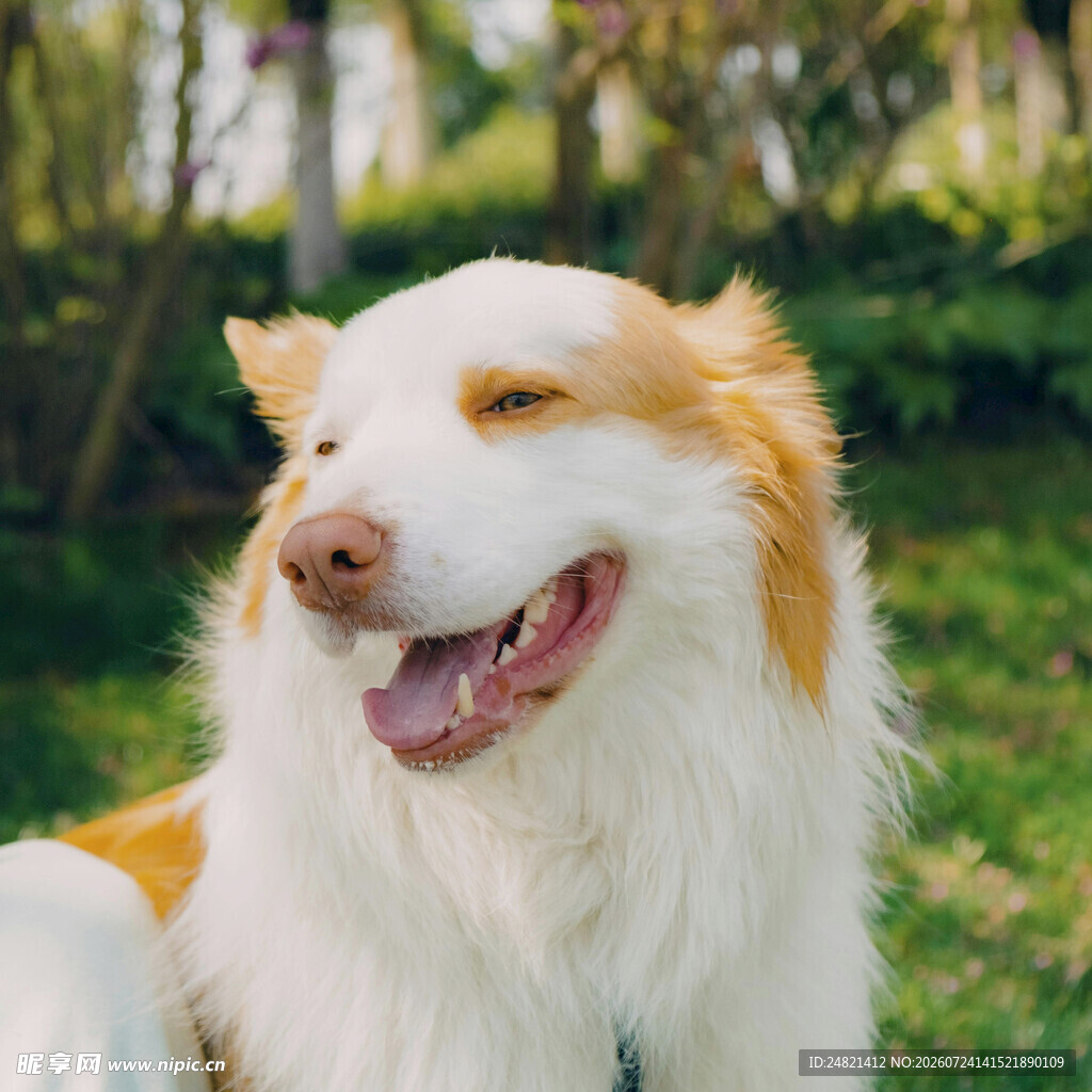 阳光下微笑的可爱牧羊犬