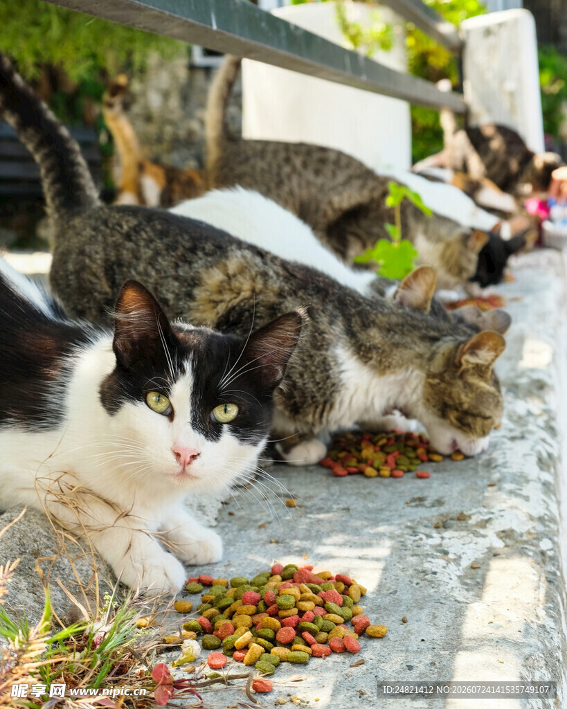 猫咪享用美味猫粮