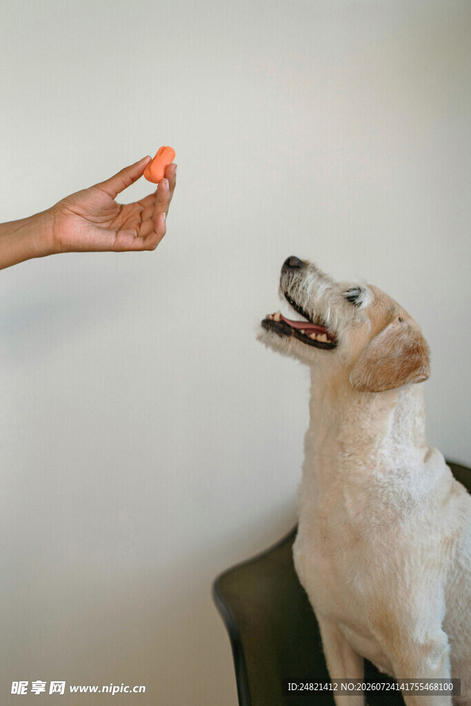 喂狗狗零食瞬间