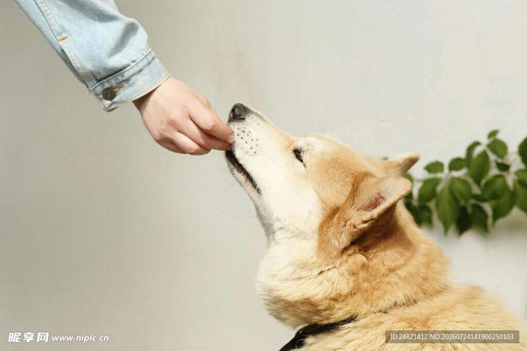 主人喂食可爱柯基犬