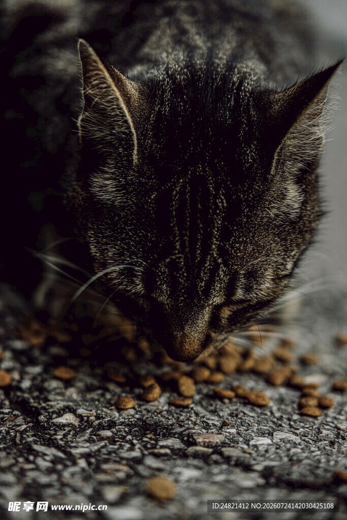 猫咪低头享用猫粮